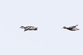 Silver Teal, Lagoa do Peixe, Rio Grande do Sul, Brazil, October 2022 - click for larger image