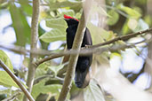  Helmeted Manakin, Serra da Canastra, Minas Gerais, Brazil, October 2022 - click for larger image
