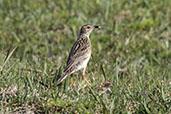 Yellowish Pipit, Lagoa do Peixe, Rio Grande do Sul, Brazil, October 2022 - click for larger image