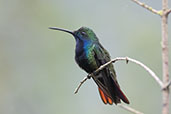 Black-throated Mango, Ninho de Cambacica, Sao Paulo, Brazil, October 2022 - click for larger image