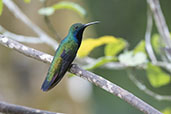 Black-throated Mango, Ninho de Cambacica, Sao Paulo, Brazil, October 2022 - click for larger image
