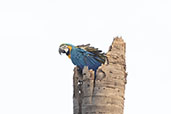 Blue-and-yellow Macaw, Pompeu, Minas Gerais, Brazil, October 2022 - click for larger image