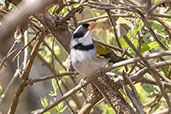Saffron-billed Sparrow, Serra da Canastra, Minas Gerais, Brazil, October 2022 - click for larger image