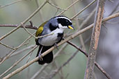Half-collared Sparrow, Espirito Santo, Brazil, October 2022 - click for larger image