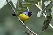 Hooded Mountain Tanager, Guango Lodge, Napo, Ecuador, November 2019 - click for a larger image