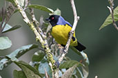 Hooded Mountain Tanager, Guango Lodge, Napo, Ecuador, November 2019 - click for a larger image