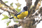 Hooded Mountain Tanager, Guacamayos Ridge, Napo, Ecuador, November 2019 - click for a larger image