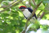Male  Black-girdled Barbet, Cristalino, Mato Grosso, Brazil, March 2003 - click for a larger image
