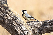 Coal-crested Finch, Pompeu, Minas Gerais, Brazil, October 2022 - click for larger image