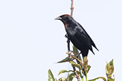 Male Chestnut-capped Blackbird, Lagoa do Peixe, Rio Grande do Sul, Brazil, October 2022 - click for larger image