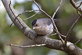 Male Pileated Finch, Serra de Cipo, Minas Gerais, Brazil, October 2022 - click for larger image