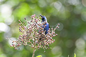 Male Short-billed Honeycreeper, Cristalino Lodge, Mato Grosso, Brazil, April 2003 - click for larger image