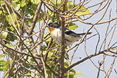 White-rumped Tanager, Brazil, October 2022 - click for larger image
