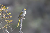 Pale-throated Serra-Finch, Minas Gerais, Brazil, October 2022 - click for larger image