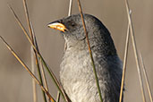 Great Pampa-finch, Lagoa do Peixe, Rio Grande do Sul, Brazil, October 2022 - click for larger image
