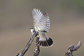 Chapada Flycatcher, Pompeu, Minas Gerais, Brazil, October 2022 - click for larger image