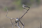 Chapada Flycatcher, Pompeu, Minas Gerais, Brazil, October 2022 - click for larger image