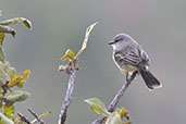 Chapada Flycatcher, Pompeu, Minas Gerais, Brazil, October 2022 - click for larger image