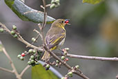 Female  Yellow-backed Tanager, REGUA, Rio de Janeiro, Brazil, October 2022 - click for larger image