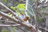 Rufous-headed Tanager, Serra da Canastra, Minas Gerais, Brazil, October 2022 - click for larger image