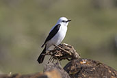 Black-and-white Monjita, Santa Catarina, Brazil, October 2022 - click for larger image