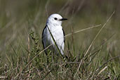 Black-and-white Monjita, Santa Catarina, Brazil, October 2022 - click for larger image