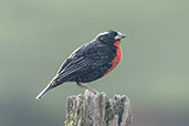 White-browed Blackbird, Joinville, Santa Catarina, Brazil, October 2022 - click for larger image