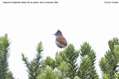 Araucaria Tit-spinetail, Itatiaia, Rio de Janeiro, Brazil, November 2008 - click for larger image