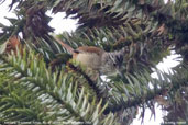 Araucaria Tit-spinetail, Itatiaia, Rio de Janeiro, Brazil, November 2008 - click for larger image