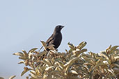 Screaming Cowbird, Serra da Canastra, Minas Gerais, Brazil, October 2022 - click for larger image