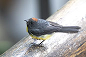 Slate-throated Redstart, Bellavista Lodge, Pichincha, Ecuador, November 2019 - click for larger image