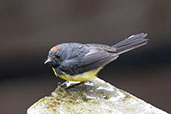 Slate-throated Redstart, Bellavista Lodge, Pichincha, Ecuador, November 2019 - click for larger image