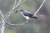 Grey Monjita, Pompeu, Minas Gerais, Brazil, October 2022 - click for larger image