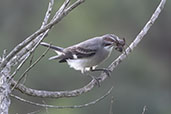Grey Monjita, Pompeu, Minas Gerais, Brazil, October 2022 - click for larger image