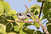 White-banded  Tanager, Pompeu, Minas Gerais, Brazil, October 2022 - click for larger image
