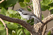 White-banded  Tanager, Pompeu, Minas Gerais, Brazil, October 2022 - click for larger image