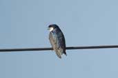 Blue-and-white Swallow, Aguas de São Pedro, São Paulo, Brazil, August 2004 - click for larger image