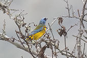 Green-mantled Tanager, Calacali, Pichincha, Ecuador, November 2019 - click for larger image