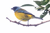 Green-mantled Tanager, Quito, Pichincha, Ecuador, November 2019 - click for larger image