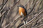 Black-and-rufous Warbling-finch, Urupema, Santa Caterina, Brazil, October 2022 - click for larger image