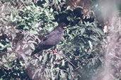 Male Snail Kite, Brazil, Sept 2000 - click for larger image
