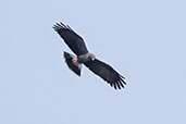 Snail Kite, Piracicaba, Sao Paulo, Brazil, October 2022 - click for larger image