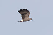 Snail Kite, Piracicaba, Sao Paulo, Brazil, October 2022 - click for larger image