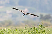 Snail Kite, Piracicaba, Sao Paulo, Brazil, October 2022 - click for larger image