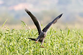 Snail Kite, Piracicaba, Sao Paulo, Brazil, October 2022 - click for larger image