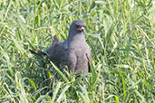 Snail Kite, Piracicaba, Sao Paulo, Brazil, October 2022 - click for larger image