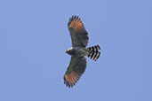 Roadside Hawk, Wildsumaco Lodge, Napo, Ecuador, November 2019 - click for larger image