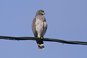 Roadside Hawk, Wildsumaco Lodge, Napo, Ecuador, November 2019 - click for larger image
