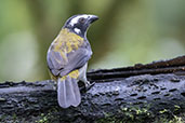 Black-winged Saltator, Amagusa Reserve, Pichincha, Ecuador, November 2019 - click for larger image