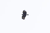 Black Hawk-eagle, Intervales, Sao Paulo, Brazil, October 2022 - click for larger image